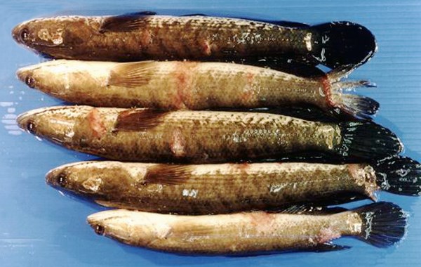 淡水鱼疾病数据集