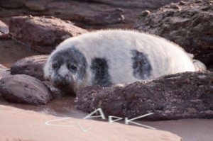 海洋动物图像数据集2