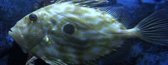 鱼类品种图像数据集2