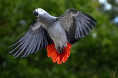 鹦鹉图像数据集