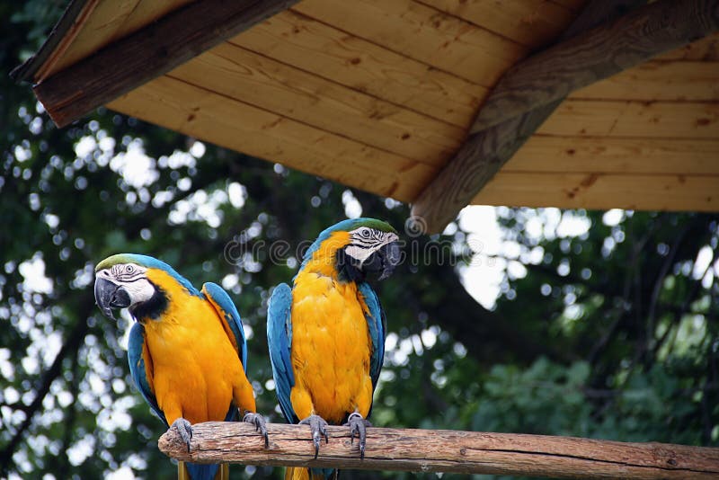 鹦鹉图像数据集