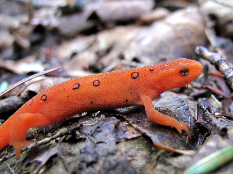 宠物图像分类数据集