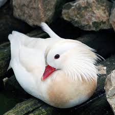 多域图像特征数据集