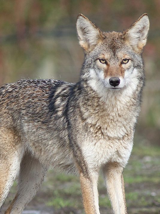 俄勒冈野生动物数据集