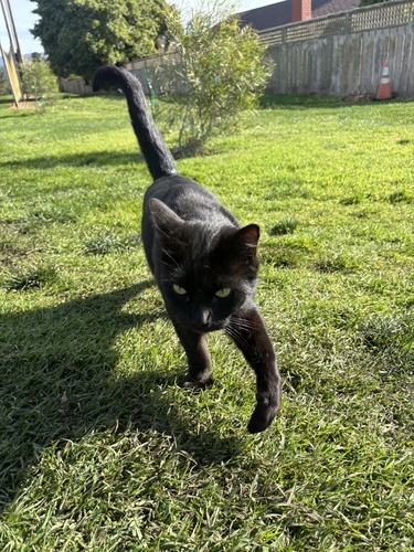 YOLO74类野生动物检测数据集