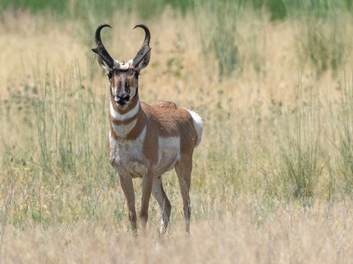 YOLO74类野生动物检测数据集