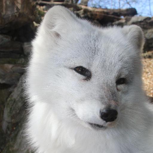 无监督动物分类数据集2