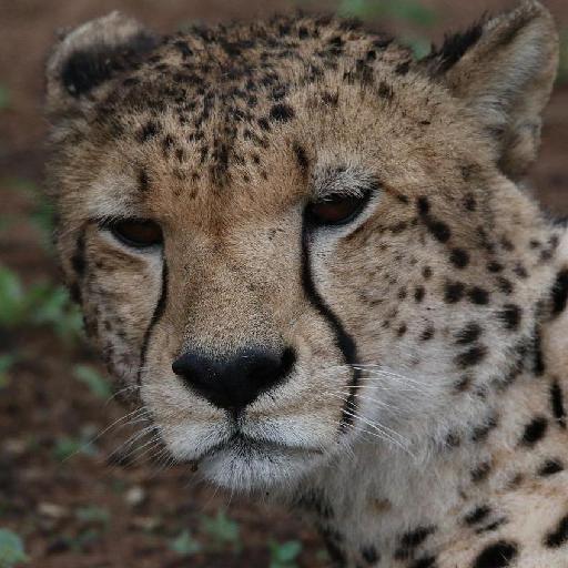 无监督动物分类数据集2