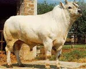 10种动物图像数据集