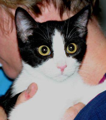 多物种动物人物食物数据集