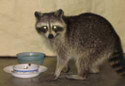 浣熊检测数据集