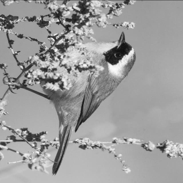 野生动物图像数据集