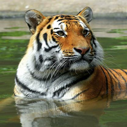 动物图像数据集