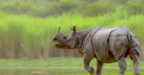 非洲四大野生动物数据集