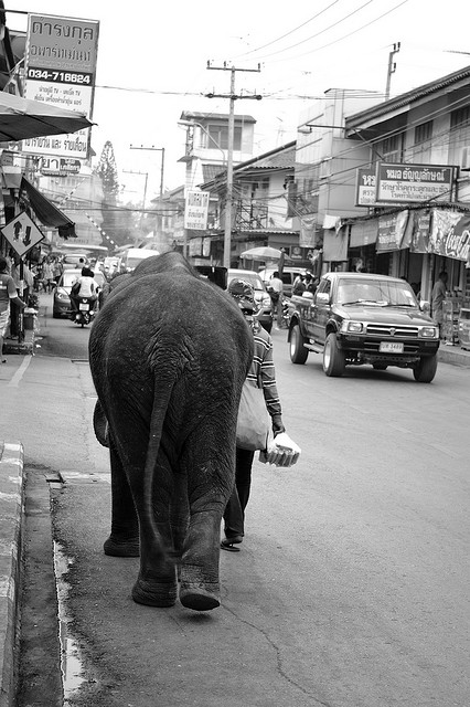 野生动物目标检测数据集