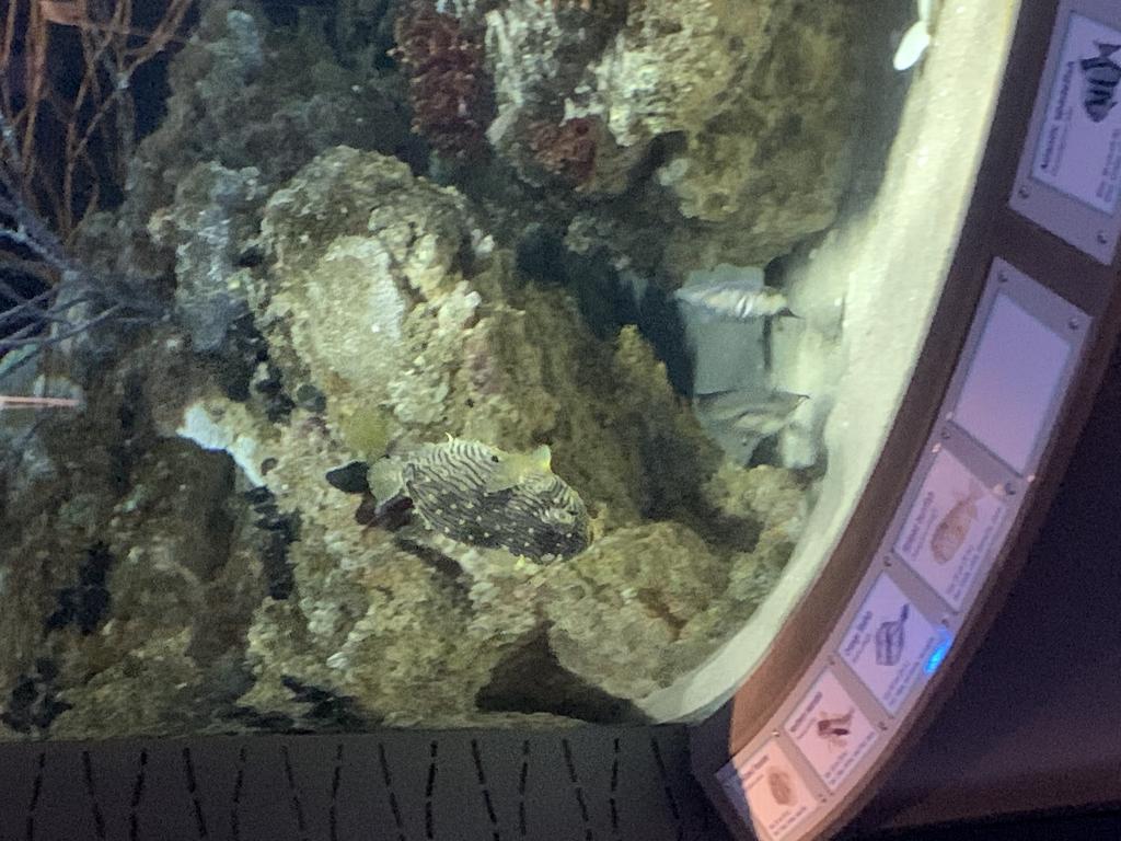 水族馆水下目标检测数据集