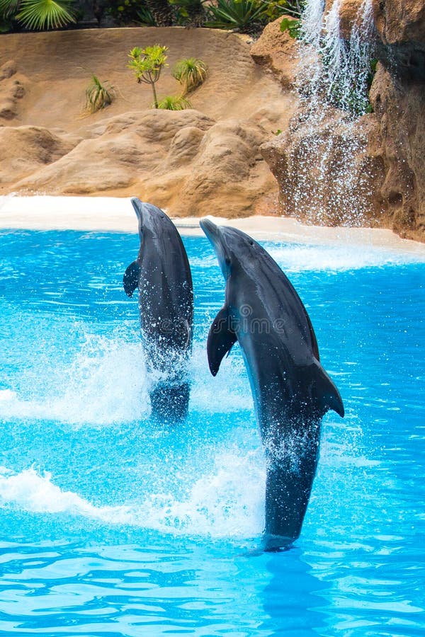 海豚与鲸鱼图像分类数据集