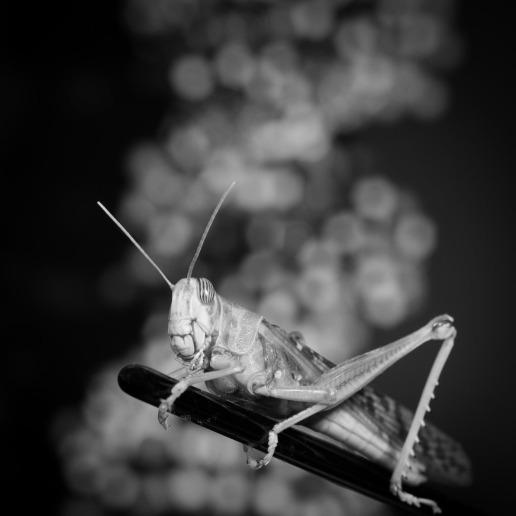 飞行昆虫图像数据集