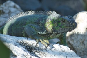 爬行两栖动物图像数据集