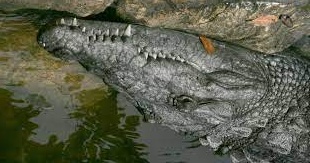 多标签图像分类45000数据集