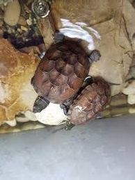 多标签图像分类45000数据集