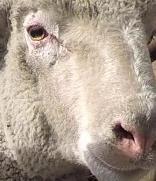 绵羊品种分类数据集