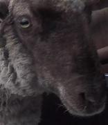 绵羊品种分类数据集