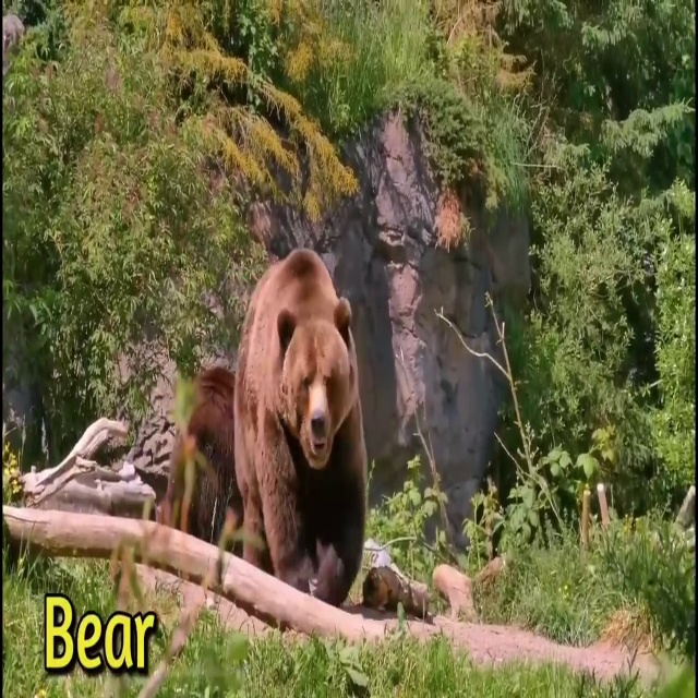 50种动物图像数据集2