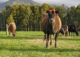 牛结节病数据集