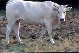 动物计数数据集2