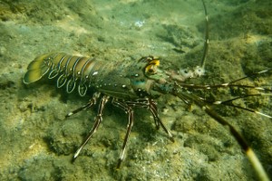 海洋动物图像数据集