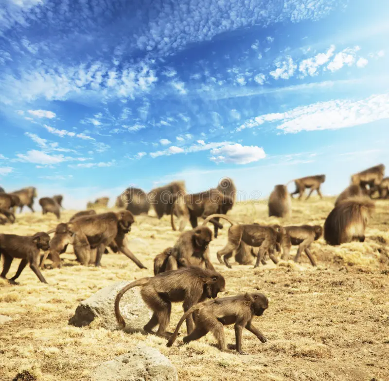 哺乳动物多样性分类数据集