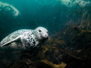 海洋动物领域适应数据集2