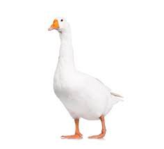 动物王国90类数据集3