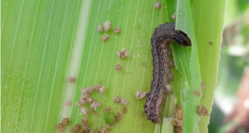 昆虫V2图像数据集