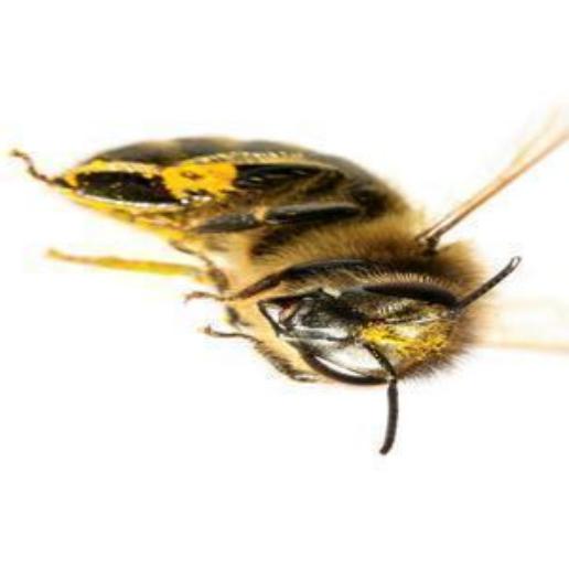 飞行昆虫图像数据集