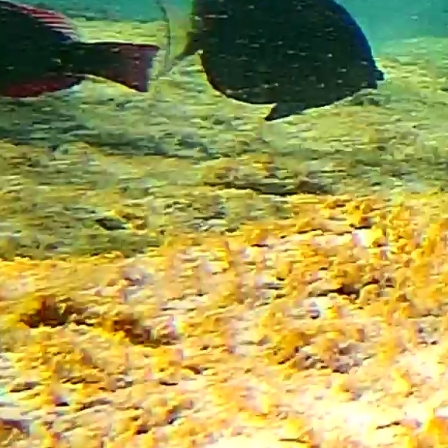 蓝机器人鹦鹉鱼数据集