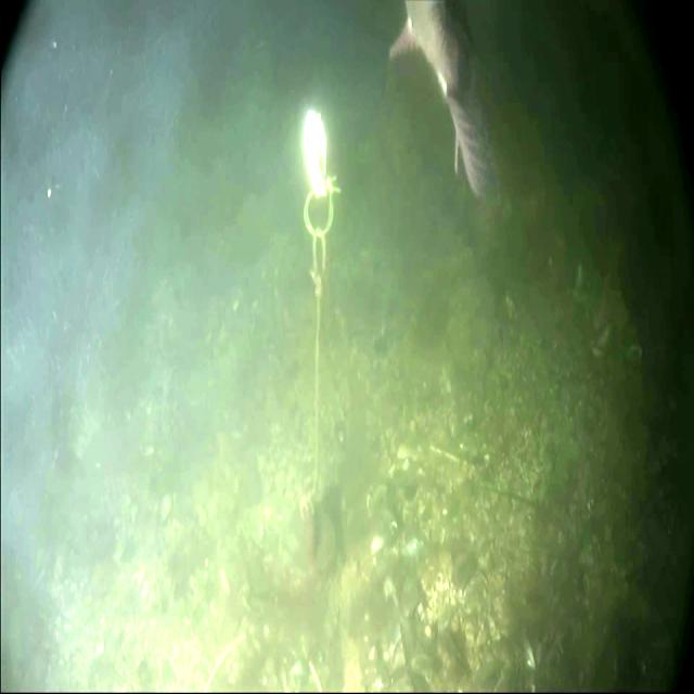 水下8类生物标注数据集2