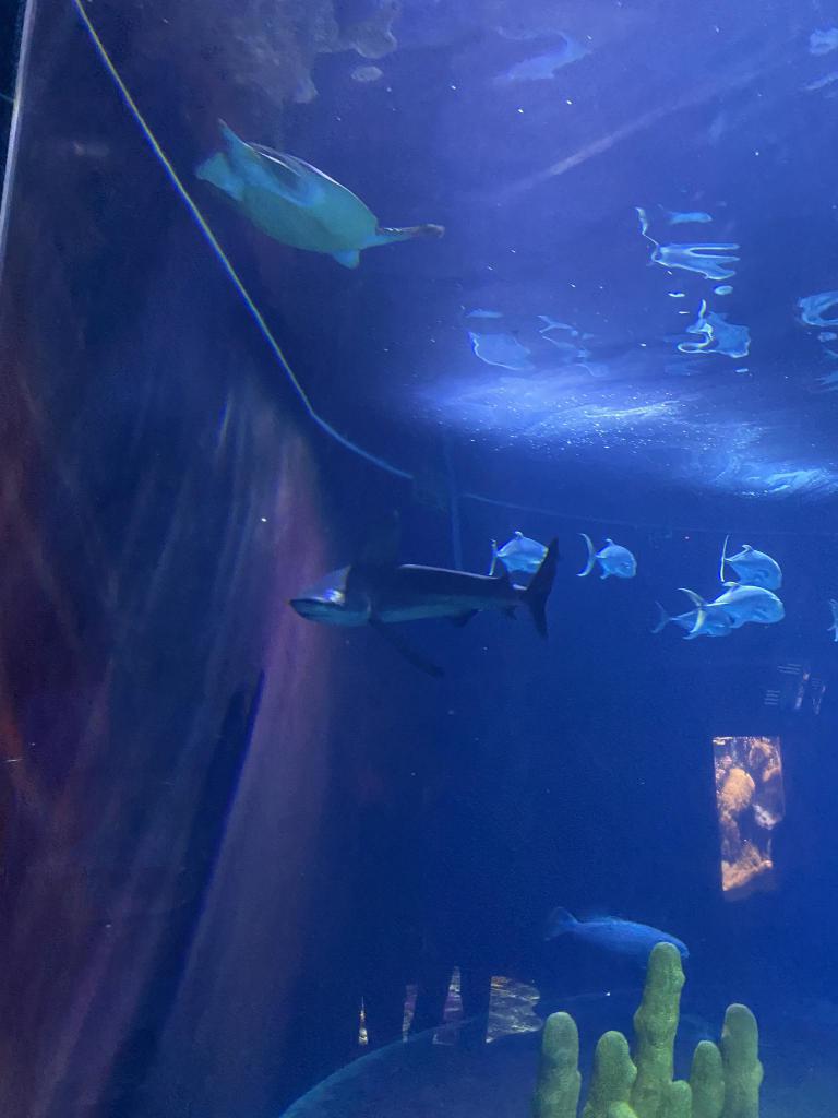 水族馆水下目标检测数据集