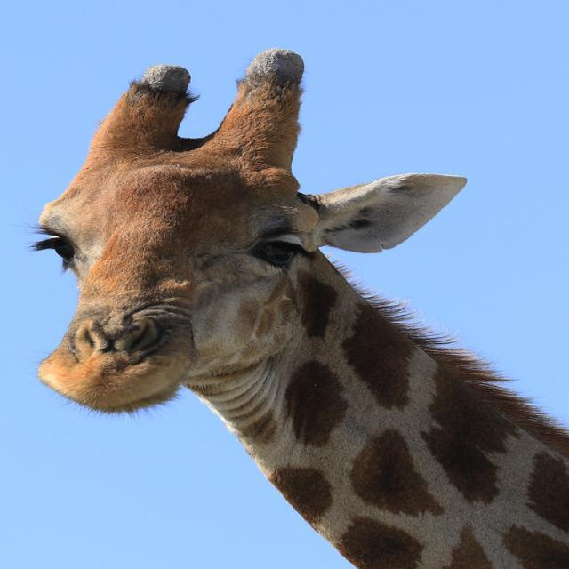 野生动物YOLOv8检测数据集