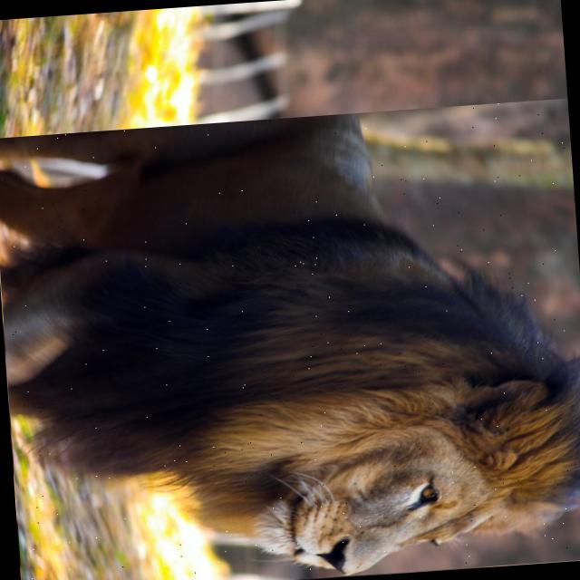 老虎狮子标注检测数据集