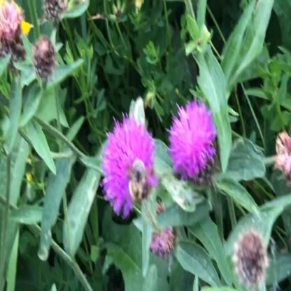 野外蜜蜂检测数据集