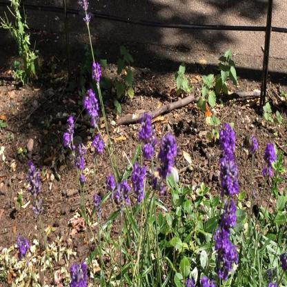 野外蜜蜂检测数据集