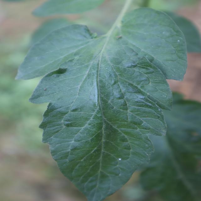 番茄叶片病害检测数据集2