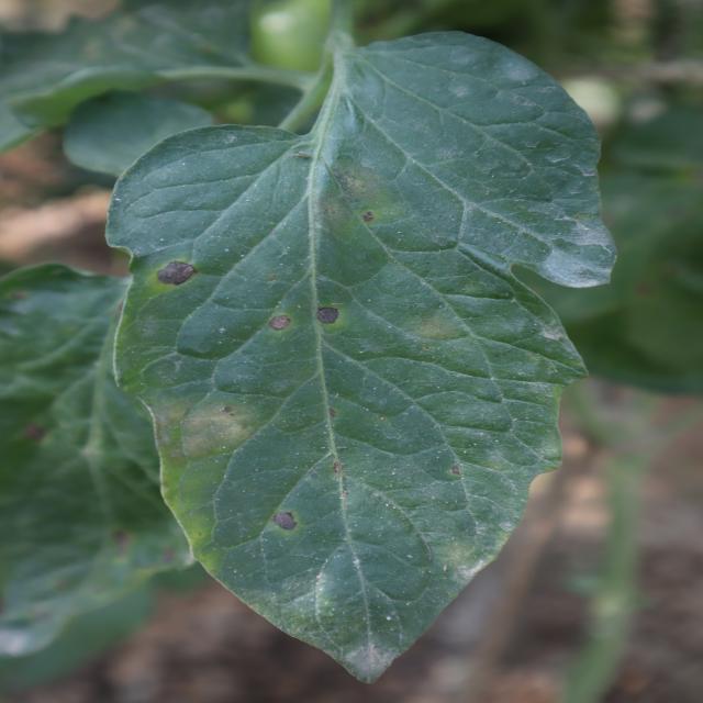 番茄叶片病害检测数据集2