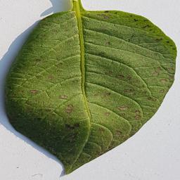 马铃薯病害叶片数据集