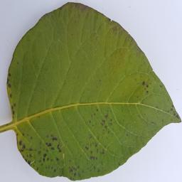 马铃薯病害叶片数据集