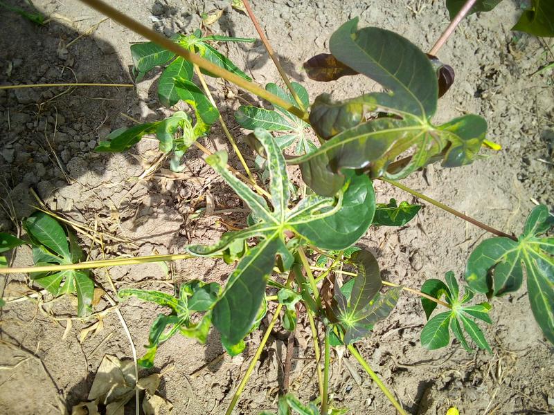 农作物病害分类数据集