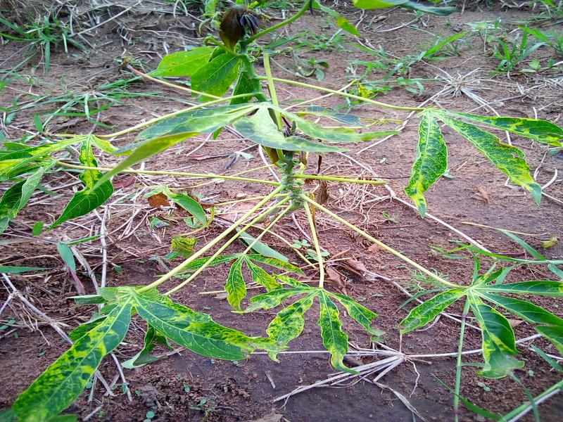农作物病害分类数据集