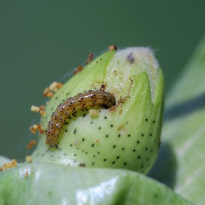 2万张多类农作物病害图像数据集